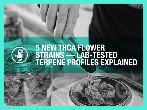 5 new THCa flower strains — hand inspecting hemp buds with lab-tested terpene profiles from thisthat CBD drop