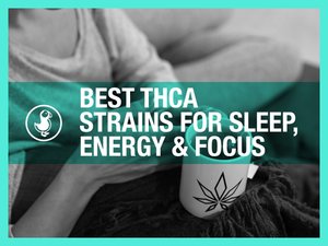 Best THCA strains for sleep, energy and focus — thisthat guide to choosing strains by terpene profile and effect