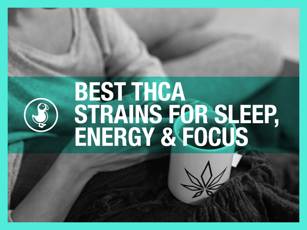 Best THCA strains for sleep, energy and focus — thisthat guide to choosing strains by terpene profile and effect