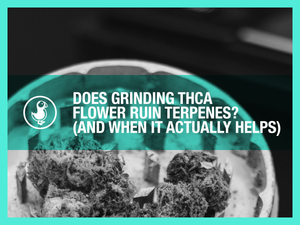 Does Grinding THCA Flower Ruin Terpenes? (And When It Actually Helps)