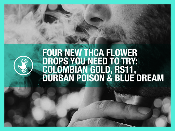Four New THCa Flower Drops You Need to Try: Colombian Gold, RS11, Durban Poison & Blue Dream