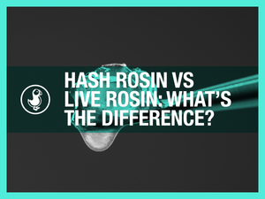 Hash Rosin vs Live Rosin: What’s the Difference?