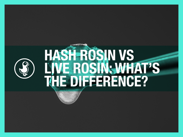 Hash Rosin vs Live Rosin: What’s the Difference?