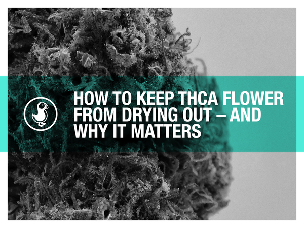 How to keep THCA flower from drying out — close-up of hemp buds with storage and freshness tips for terpenes