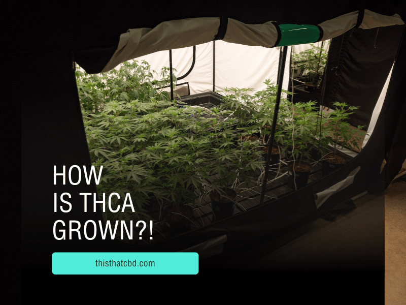 Indoor grow tent showcasing thriving THCA cannabis plants under precise cultivation conditions, highlighting the controlled environment and advanced growing techniques.