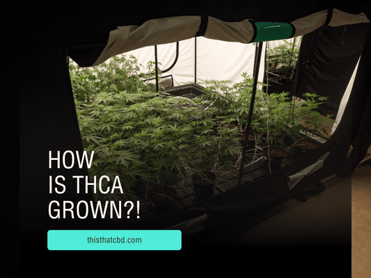 Indoor grow tent showcasing thriving THCA cannabis plants under precise cultivation conditions, highlighting the controlled environment and advanced growing techniques.