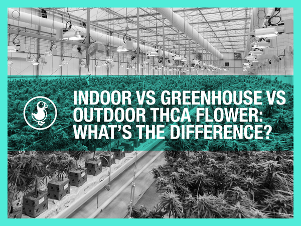 Indoor vs greenhouse vs outdoor THCA flower — grow environment comparison for terpenes, potency, and flavor