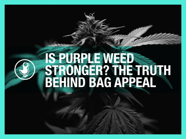 Is Purple Weed Stronger? The Truth Behind Bag Appeal