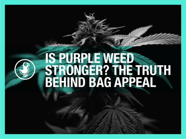 Is Purple Weed Stronger? The Truth Behind Bag Appeal