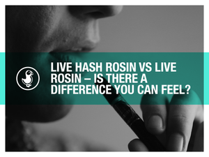 Live Hash Rosin vs Live Rosin: Is There a Difference You Can Feel?