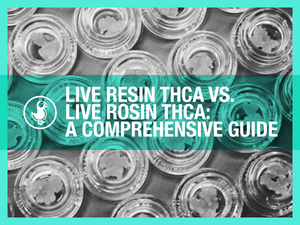 Live Resin THCA vs. Live Rosin THCA: A Comprehensive Guide