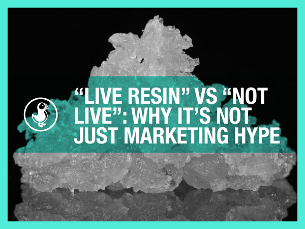 “Live Resin” vs “Not Live”: Why It’s Not Just Marketing Hype