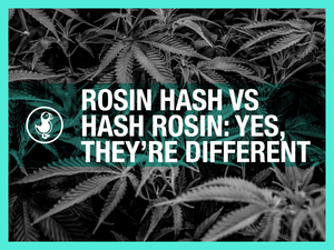 Rosin hash vs hash rosin — solventless concentrate comparison showing the difference in quality and use