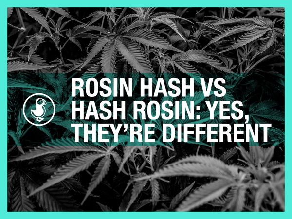 Rosin hash vs hash rosin — solventless concentrate comparison showing the difference in quality and use