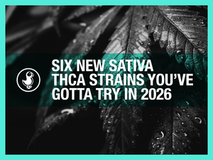 Six New Sativa THCa Strains You’ve Gotta Try in 2026