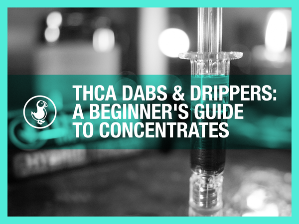 THCA dabs and drippers — beginner's guide showing thisthat live resin dripper concentrate setup and dosing tips