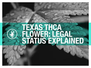 Texas THCA Flower: Legal Status Explained