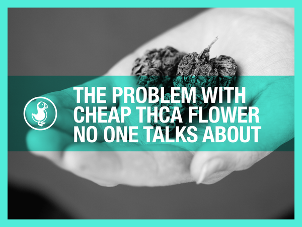 Cheap THCA flower problems — hand holding bargain hemp buds with red flags and quality warnings