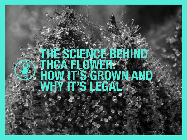 The Science Behind THCA Flower: How It’s Grown and Why It’s Legal