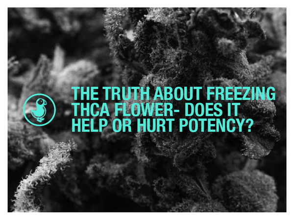 Close-up image of frosty THCA cannabis flower with overlaid text that reads, 