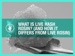 What Is Live Hash Rosin? (And How It Differs From Live Rosin)