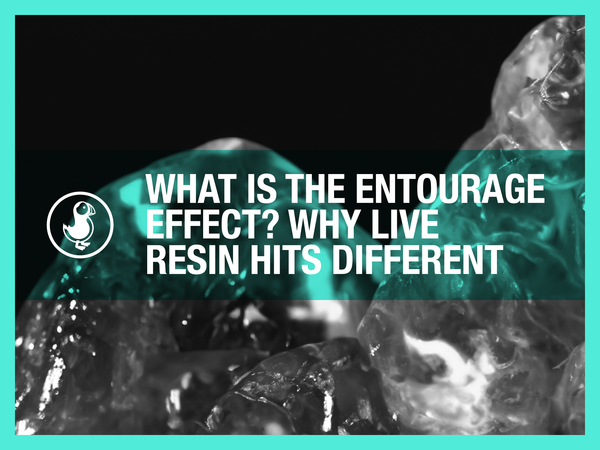 Entourage effect explained — hemp flower close-up showing why live resin THCa hits different than distillate vapes