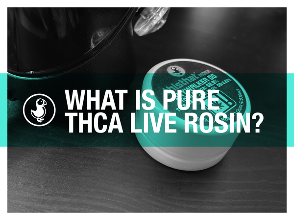 What is pure THCa live rosin — close-up of solventless THCA live rosin concentrate in dish with purity guide