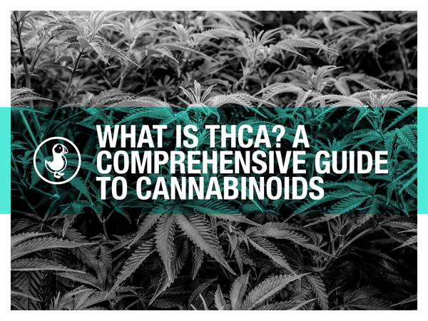 What is THCA? A Comprehensive Guide to Cannabinoids
