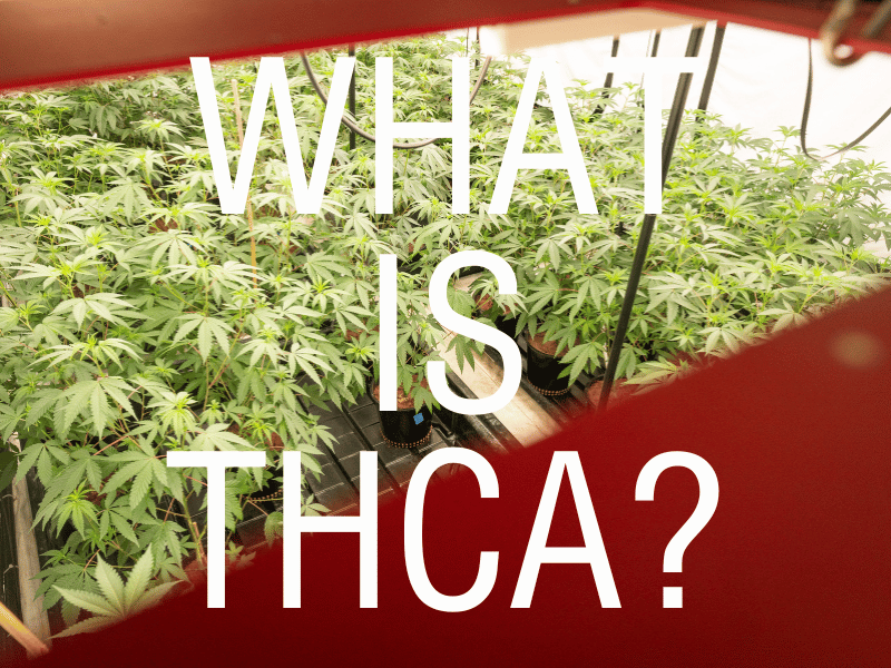 Indoor cannabis grow operation showcasing thriving hemp plants, illustrating the natural cultivation process behind THCA-rich flowers with a bold 'What is THCA?' overlay.