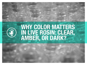 Why Color Matters in Live Rosin: Clear, Amber, or Dark?
