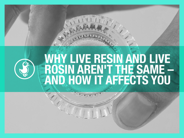 Why Live Resin and Live Rosin Aren’t the Same – And How It Affects You