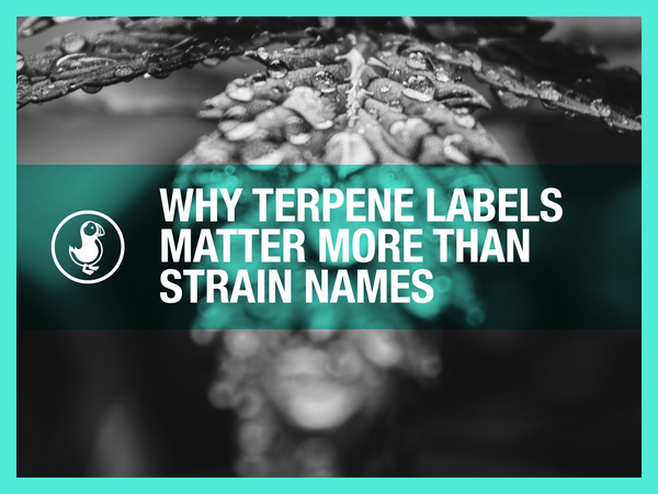 Why Terpene Labels Matter More Than Strain Names