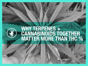 Why Terpenes + Cannabinoids Together Matter More Than THC %