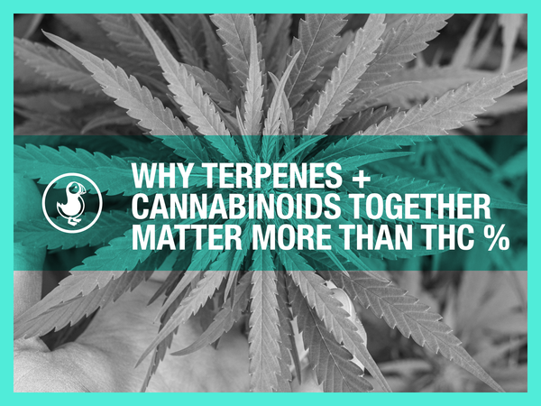 Terpenes and cannabinoids entourage effect — hemp plant leaves explaining why full-spectrum matters more than THC percentage