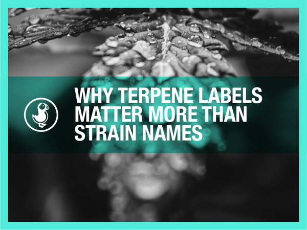Why Terpene Labels Matter More Than Strain Names