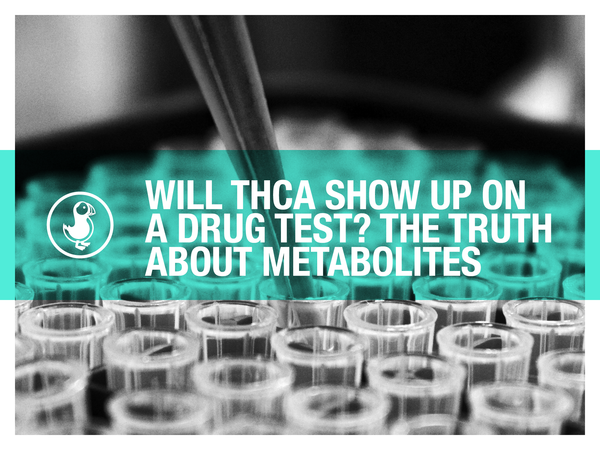 Will THCA Show Up on a Drug Test? The Truth About Metabolites