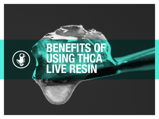 Benefits of Using THCA Live Resin – Close-up of a dab tool holding fresh live resin, with a teal overlay and thisthat CBD logo