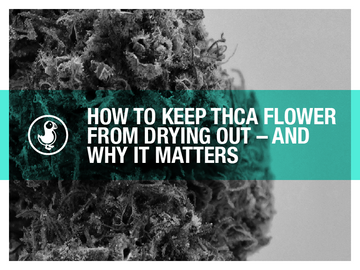 Learn how to keep THCA flower fresh and prevent it from drying out. Discover the best storage methods to preserve terpenes, potency, and smoothness for optimal effects.