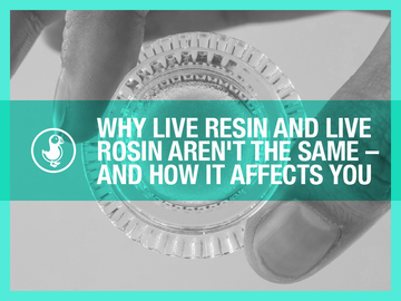 Why live resin and live rosin aren’t the same. Learn the key differences between solvent-based and solventless cannabis extracts and how they affect potency and flavor.