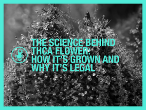 science-of-thca-flower-how-its-grown-legal-status.