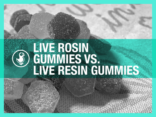 Comparison of live rosin gummies and live resin gummies, showcasing the texture and coating of the candies with a teal color theme in the background.