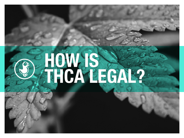Explorative image questioning the legality of THCA with a background of cannabis leaves covered in raindrops, highlighted by a teal overlay.