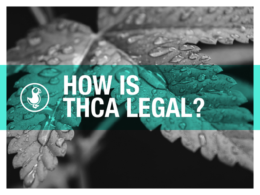 Explorative image questioning the legality of THCA with a background of cannabis leaves covered in raindrops, highlighted by a teal overlay.