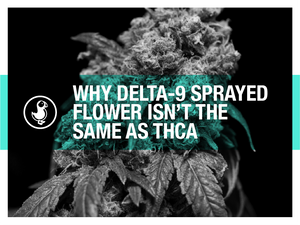 Black and white cannabis bud with text overlay: Why Delta-9 Sprayed Flower Isn’t the Same as THCA — blog cover for thisthat CBD.
