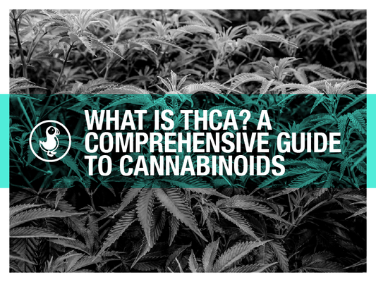 What is THCA? A Comprehensive Guide to Cannabinoids – Lush hemp plants in a field with a teal overlay and thisthat CBD branding.