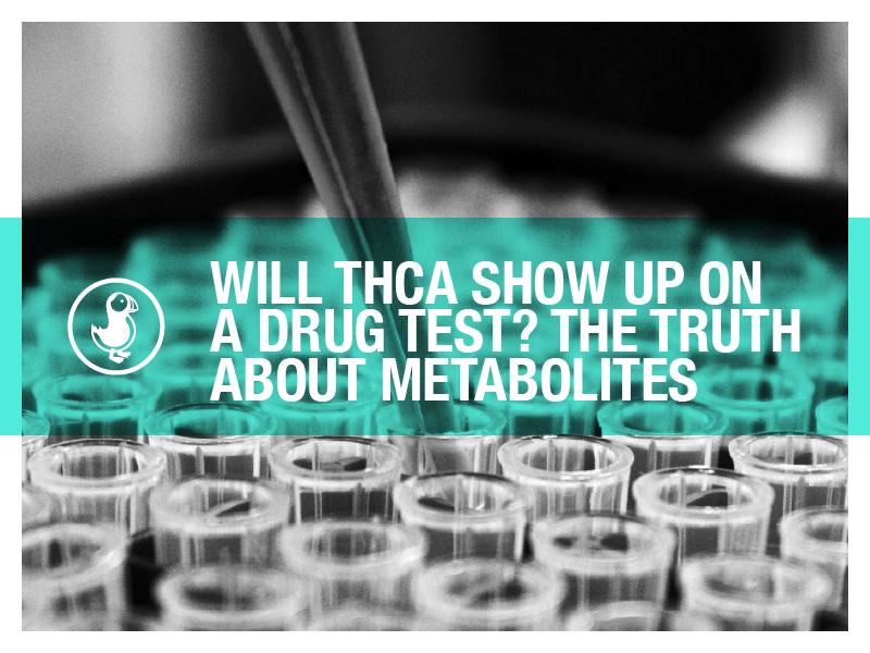 Will THCA show up on a drug test? Learn how THCA converts into THC, why drug tests detect THC-COOH metabolites, and how long THCA stays in your system.