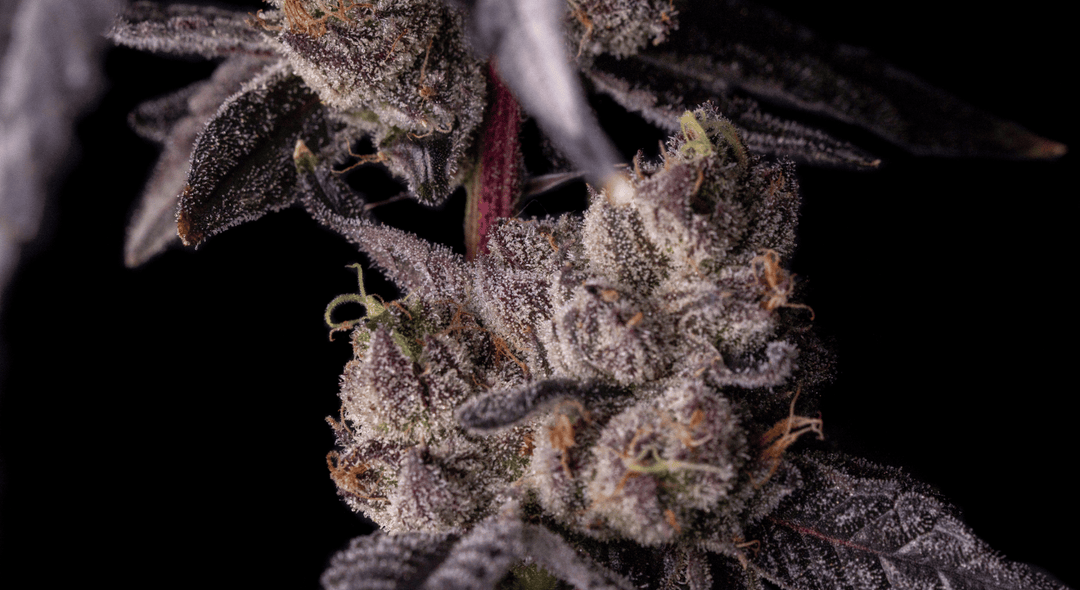 Top Shelf Flower