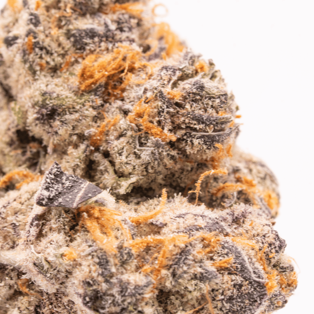 Detailed shot of a single Super Lemon Cherry Gelato bud, showing a thick coating of crystals and contrasting orange hairs over a purple and green background.