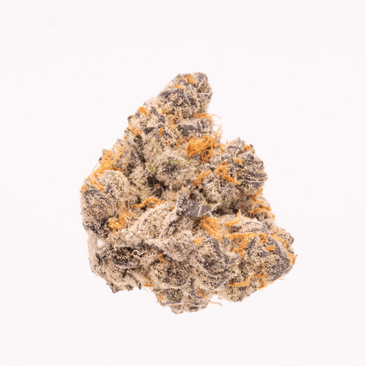 Single Super Lemon Cherry Gelato #6 nug on a white background, showcasing its dense structure, purple undertones, and abundant trichomes.